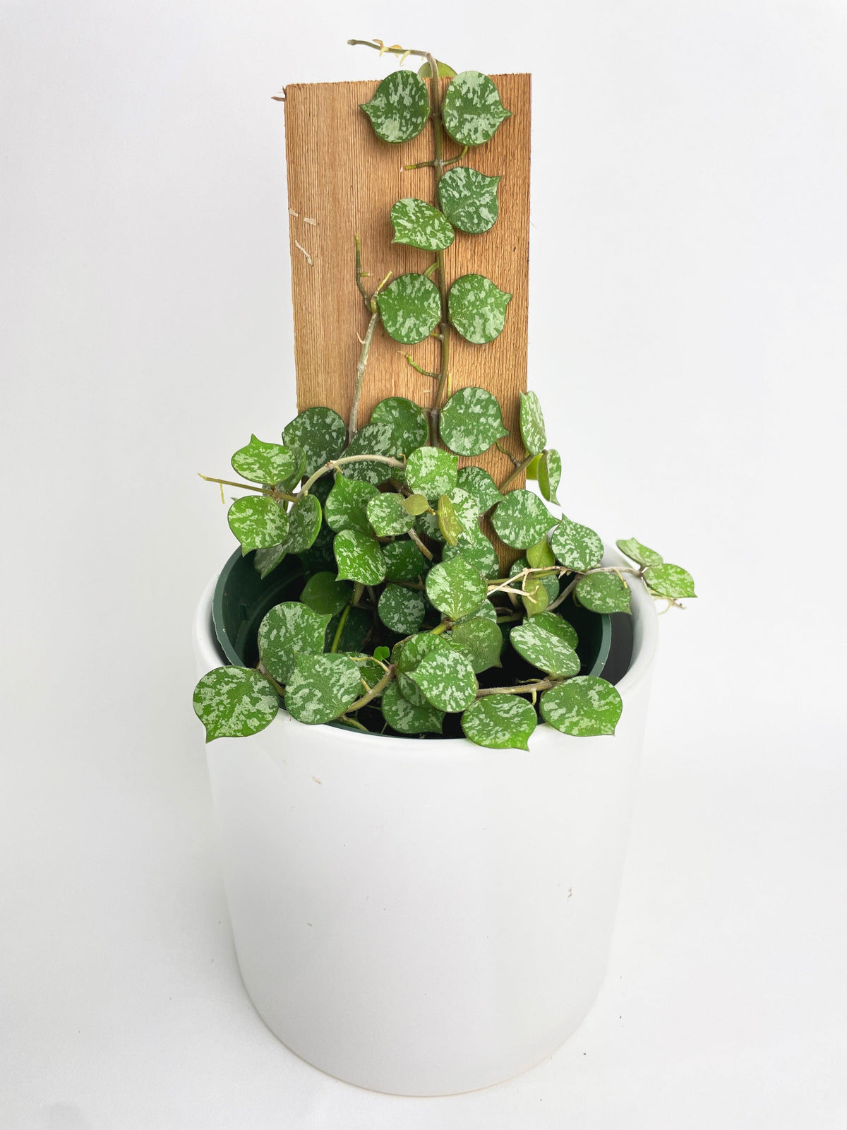 Hoya Curtisii
