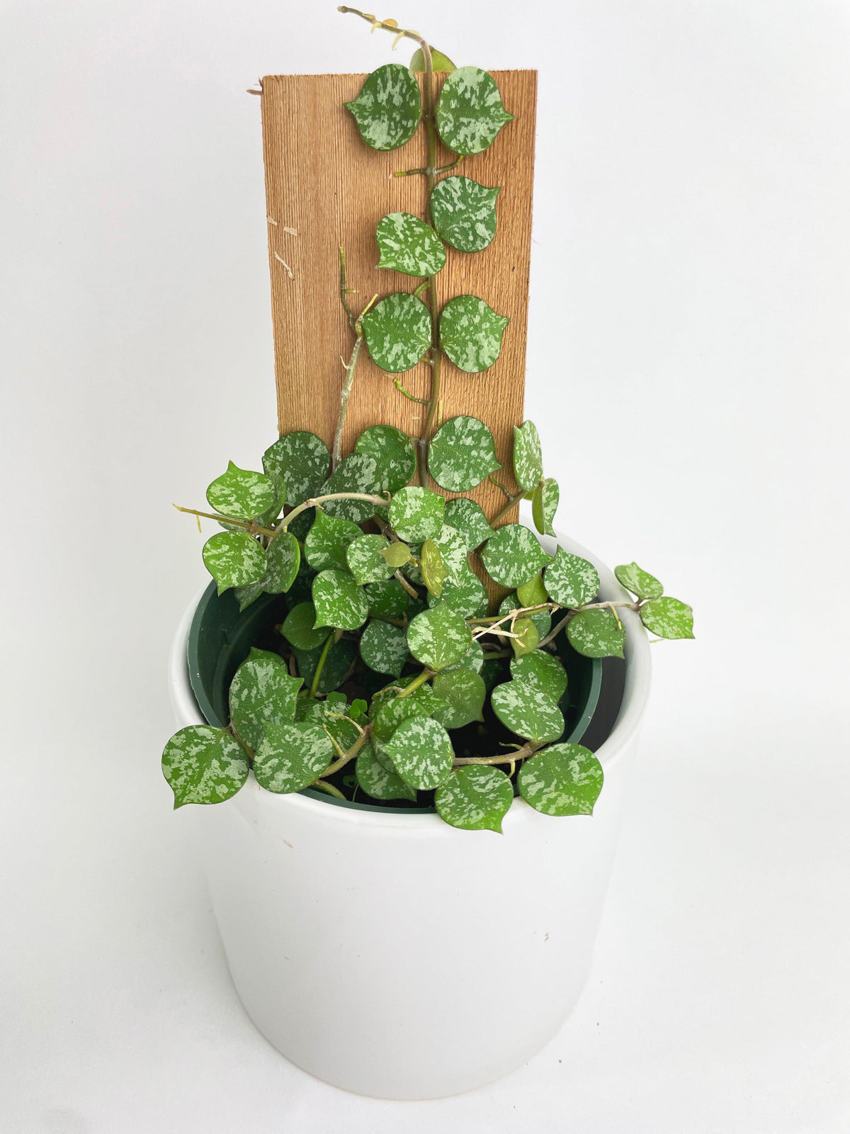 Hoya Curtisii