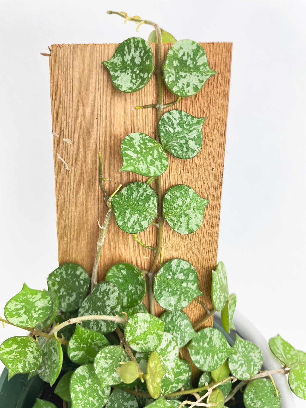Hoya Curtisii