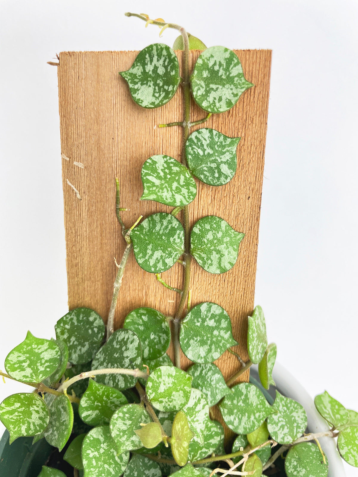 Hoya Curtisii