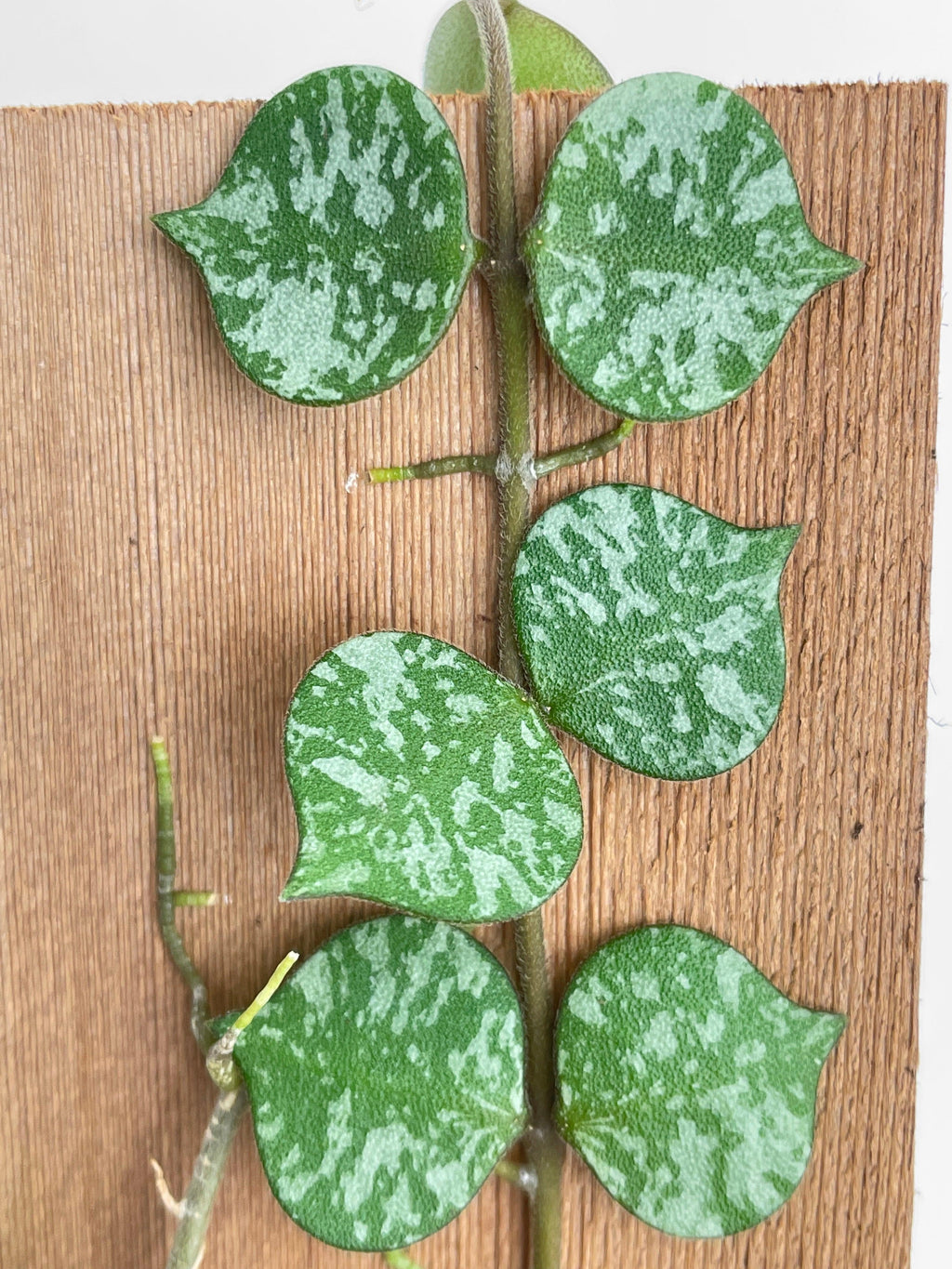 Hoya Curtisii