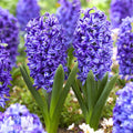 Hyacinth - Blue Jacket