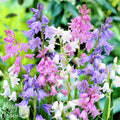 Spanish Bluebells - Hyacinthoides Mix