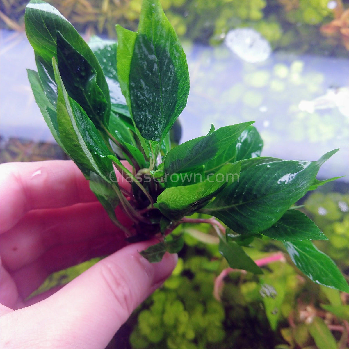 Hygro Corymbosa Compacta (Hygrophila Compacta)