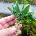Hygro Corymbosa Compacta (Hygrophila Compacta)