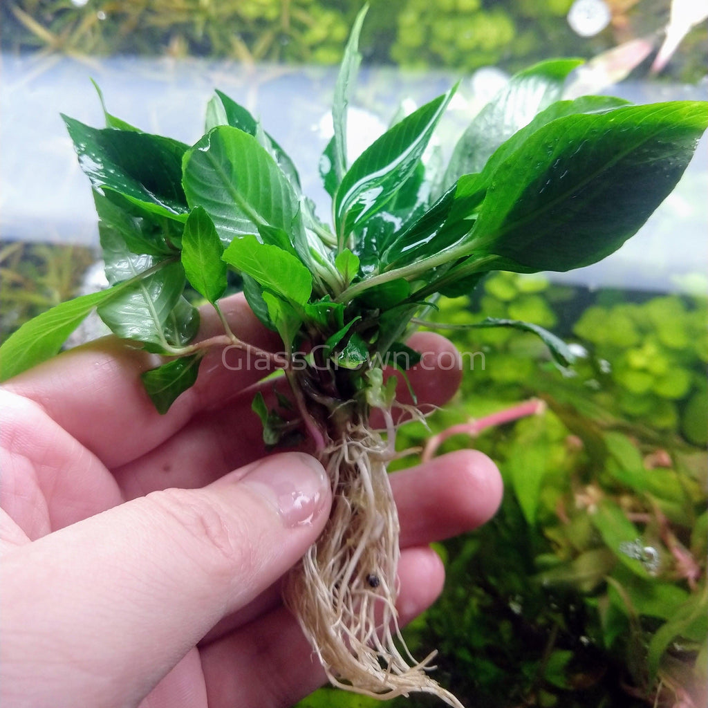 Hygro Corymbosa Compacta (Hygrophila Compacta)