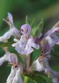 Florida Native Betony (Stachys floridana)