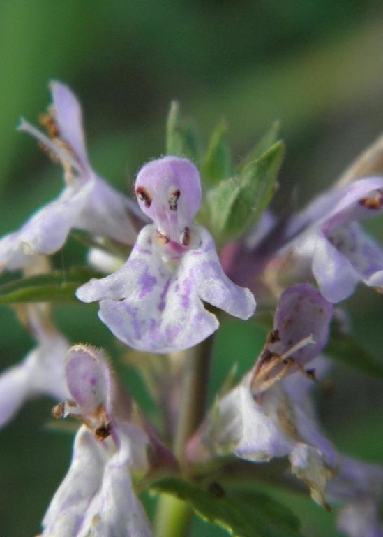 Florida Native Betony (Stachys floridana)