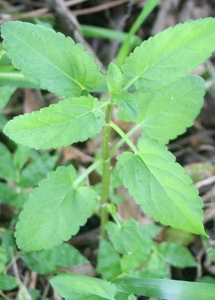 Florida Native Betony (Stachys floridana)