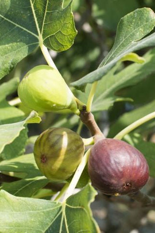 Celeste Fig