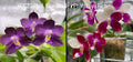 Phalaenopsis HC’s Blue Fantasy