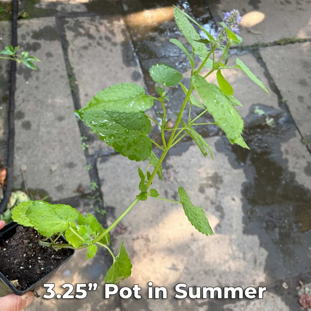 Native Anise Hyssop Live Plant – Pollinator Perennial – Agastache foeniculum – Purple Blooms – Bee & Butterfly Garden – Zones 4–8