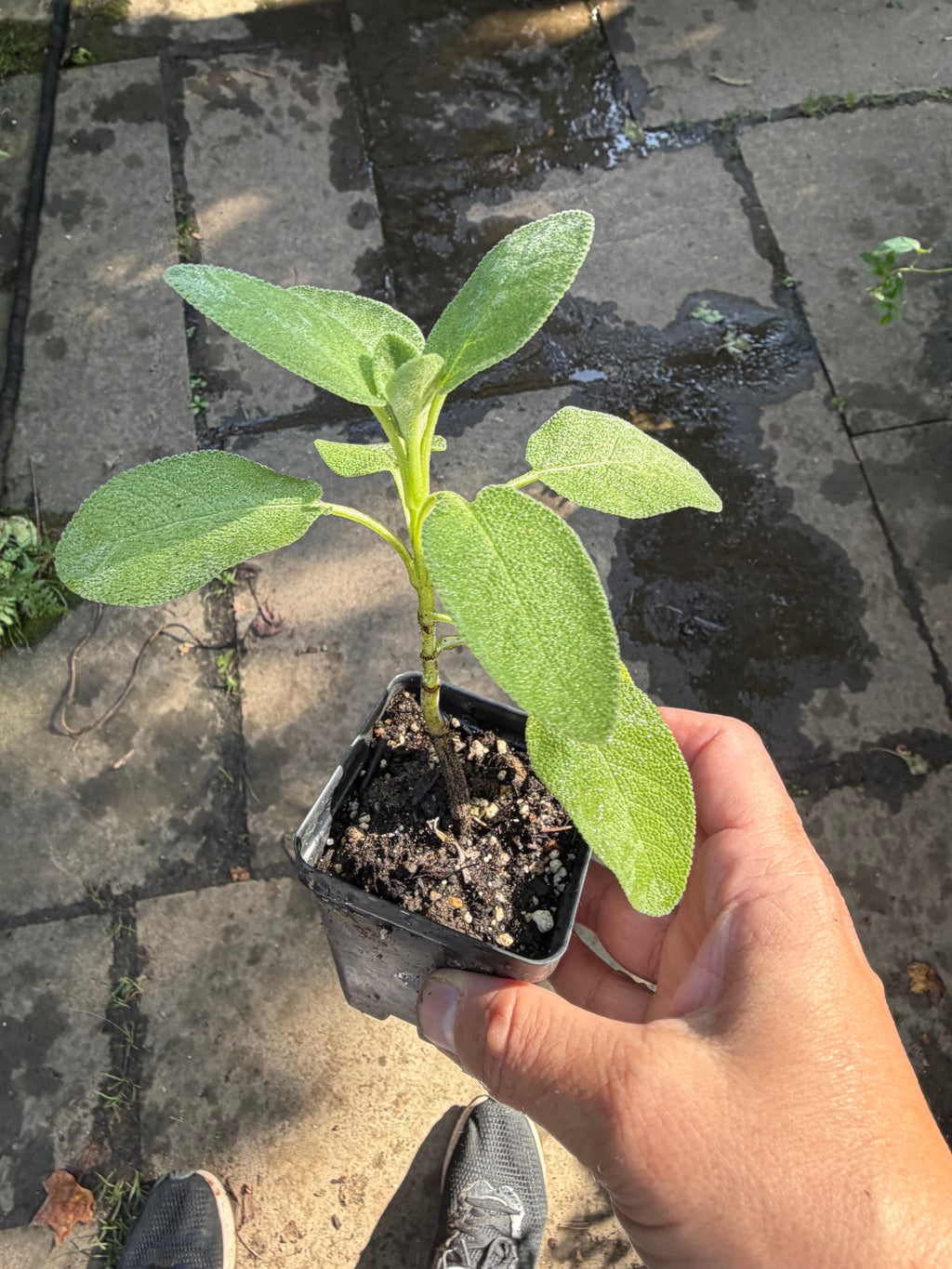 Culinary Sage Plant - Live Salvia officinalis, Herb Garden Perennial, Zones 4-10