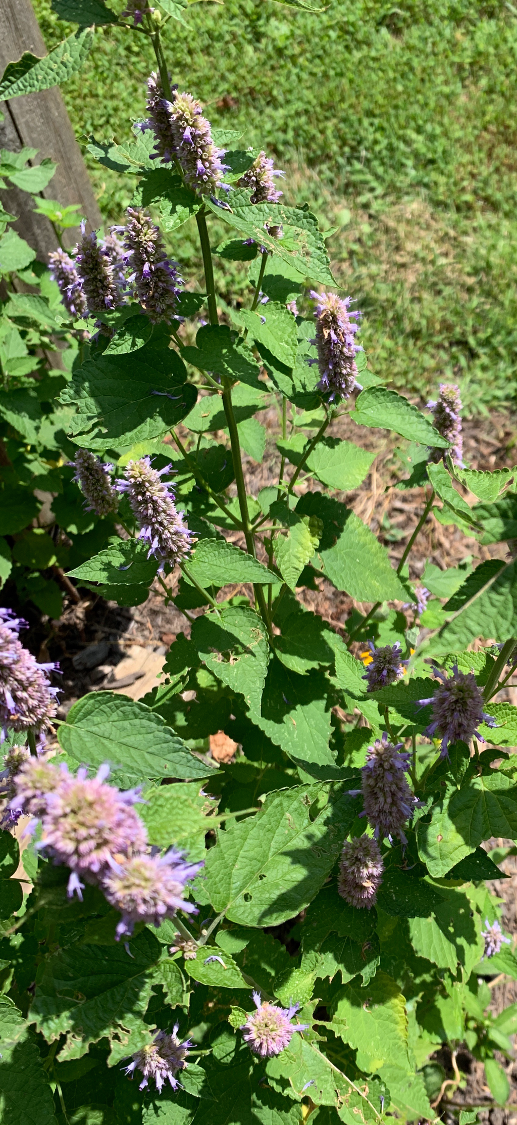 Native Anise Hyssop Live Plant – Pollinator Perennial – Agastache foeniculum – Purple Blooms – Bee & Butterfly Garden – Zones 4–8