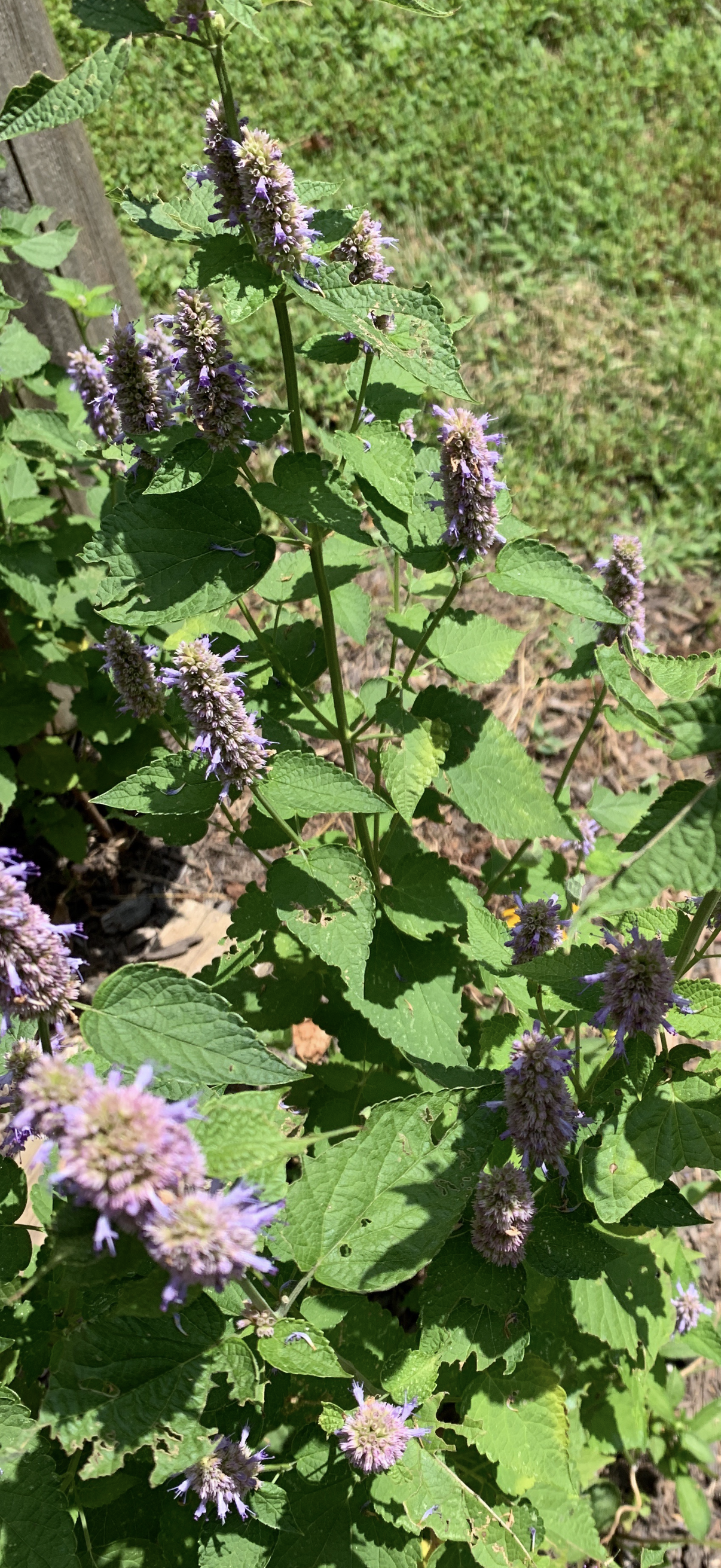 Native Anise Hyssop Live Plant – Pollinator Perennial – Agastache foeniculum – Purple Blooms – Bee & Butterfly Garden – Zones 4–8