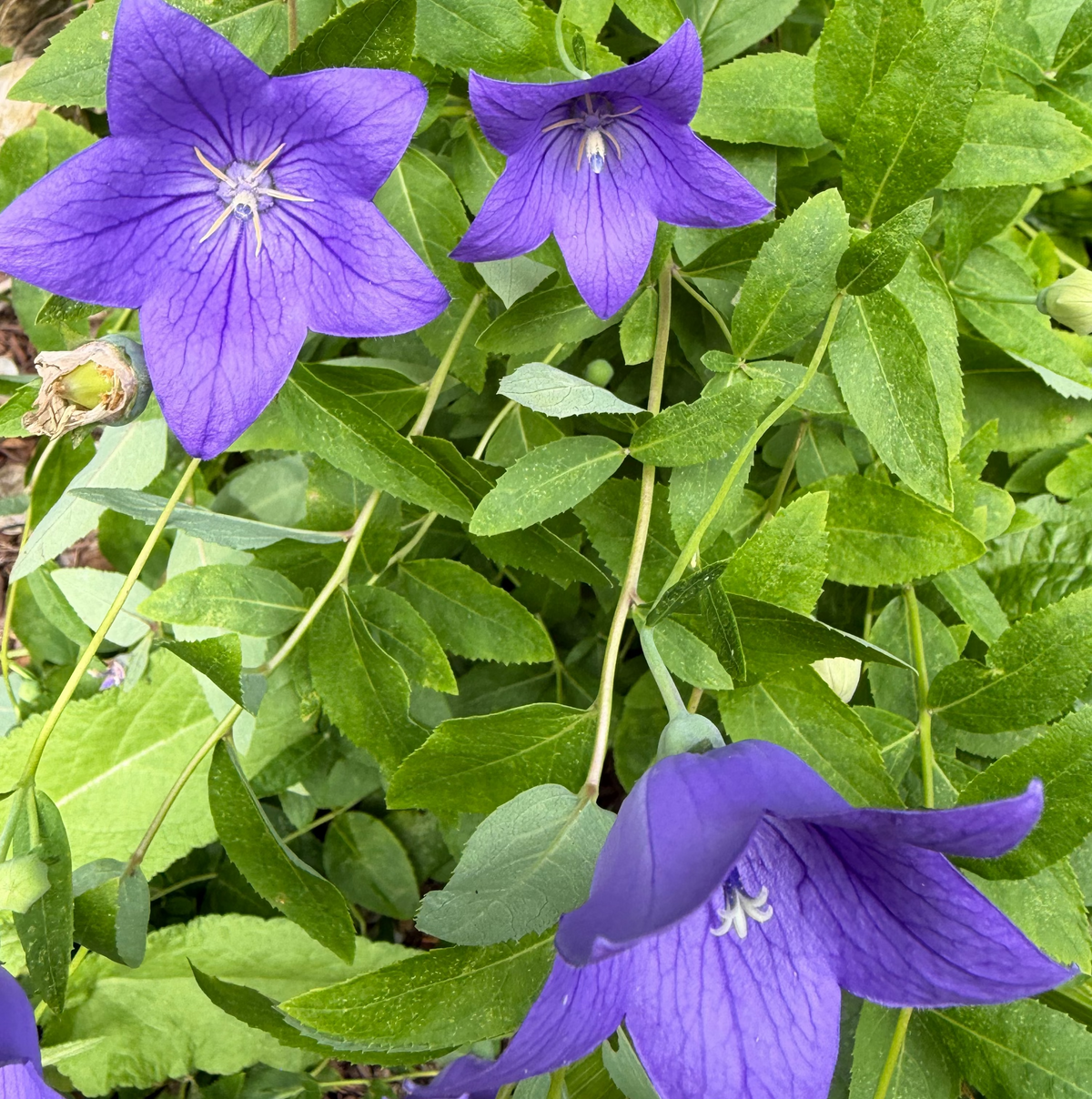 Balloon Flower Live Plant – Platycodon grandiflorus – Blue-Purple Perennial – Zones 3–9