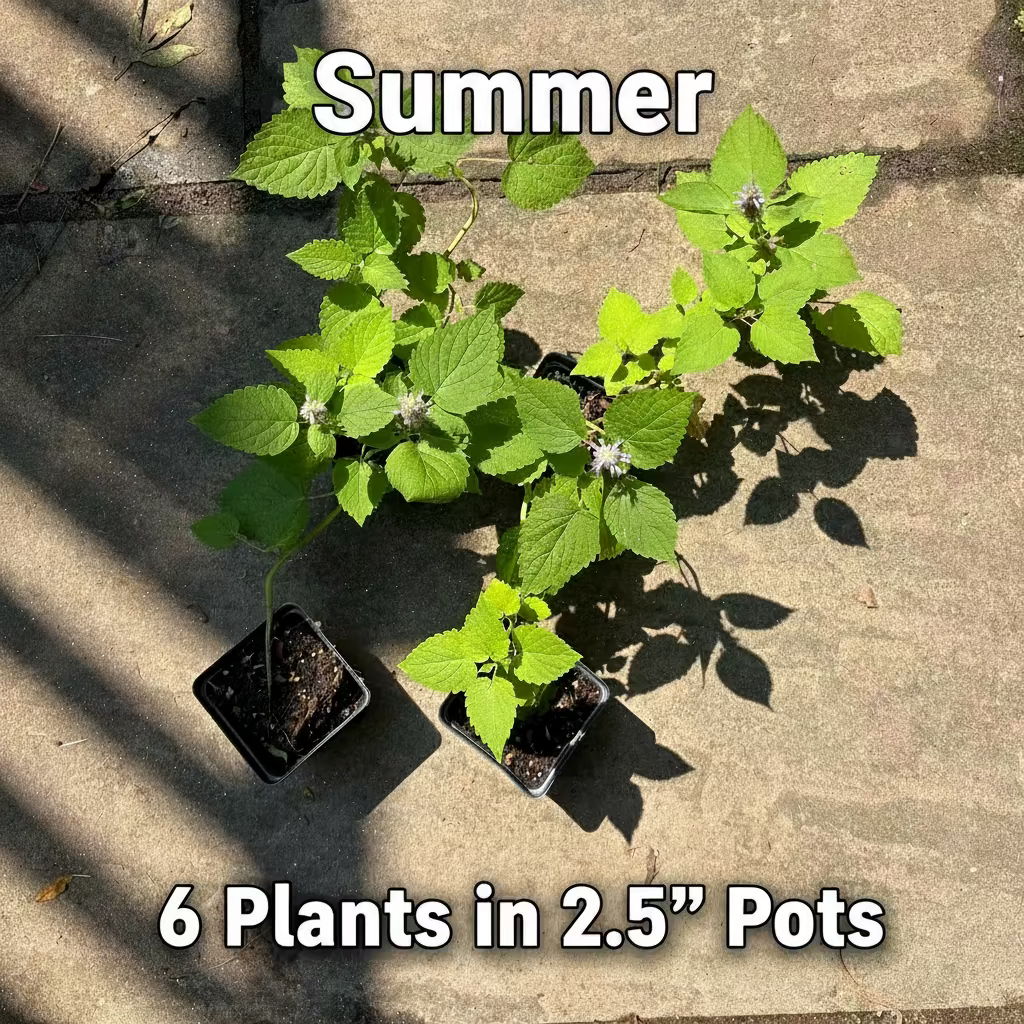Native Anise Hyssop Live Plant – Pollinator Perennial – Agastache foeniculum – Purple Blooms – Bee & Butterfly Garden – Zones 4–8