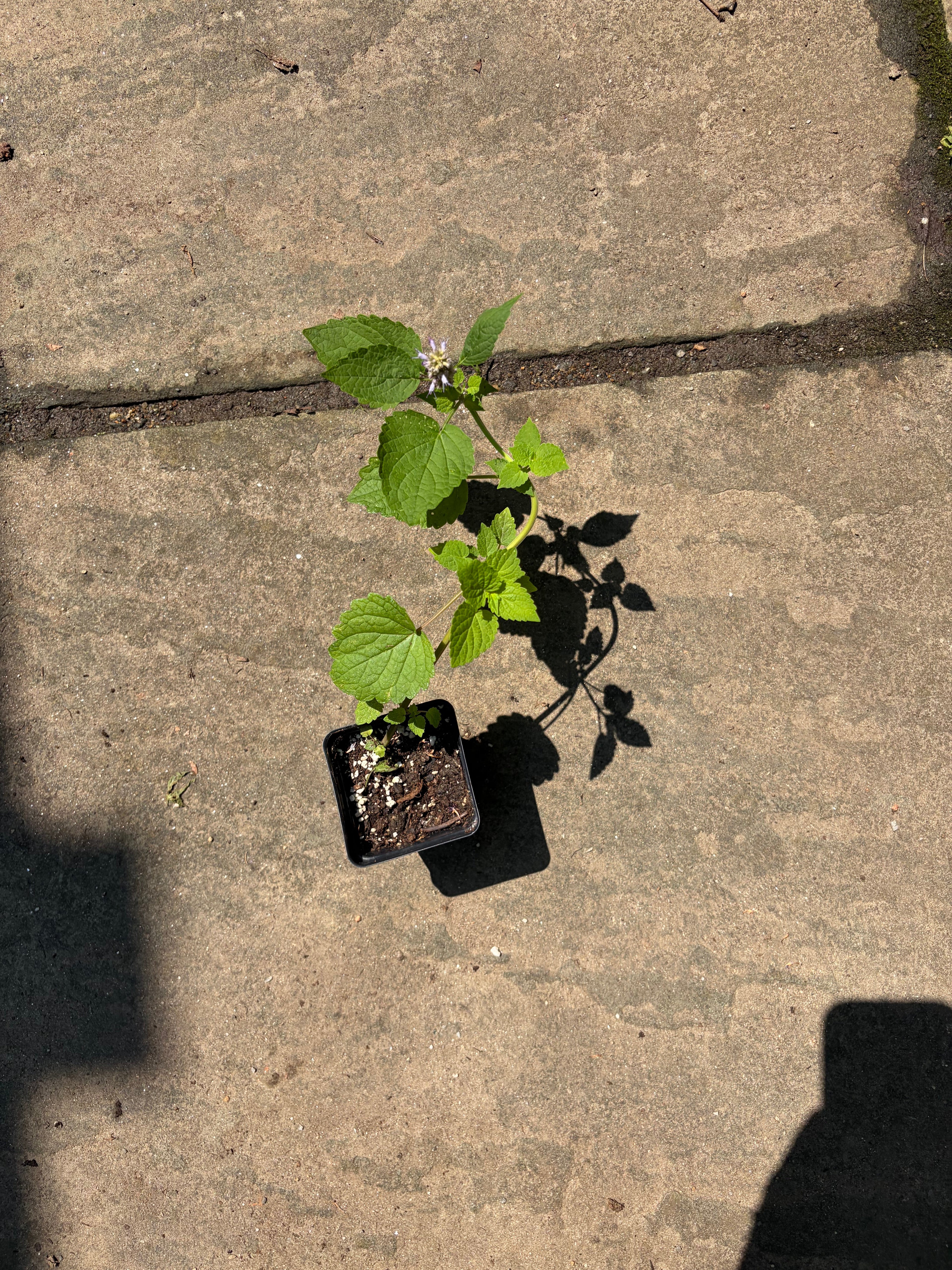 Native Anise Hyssop Live Plant – Pollinator Perennial – Agastache foeniculum – Purple Blooms – Bee & Butterfly Garden – Zones 4–8