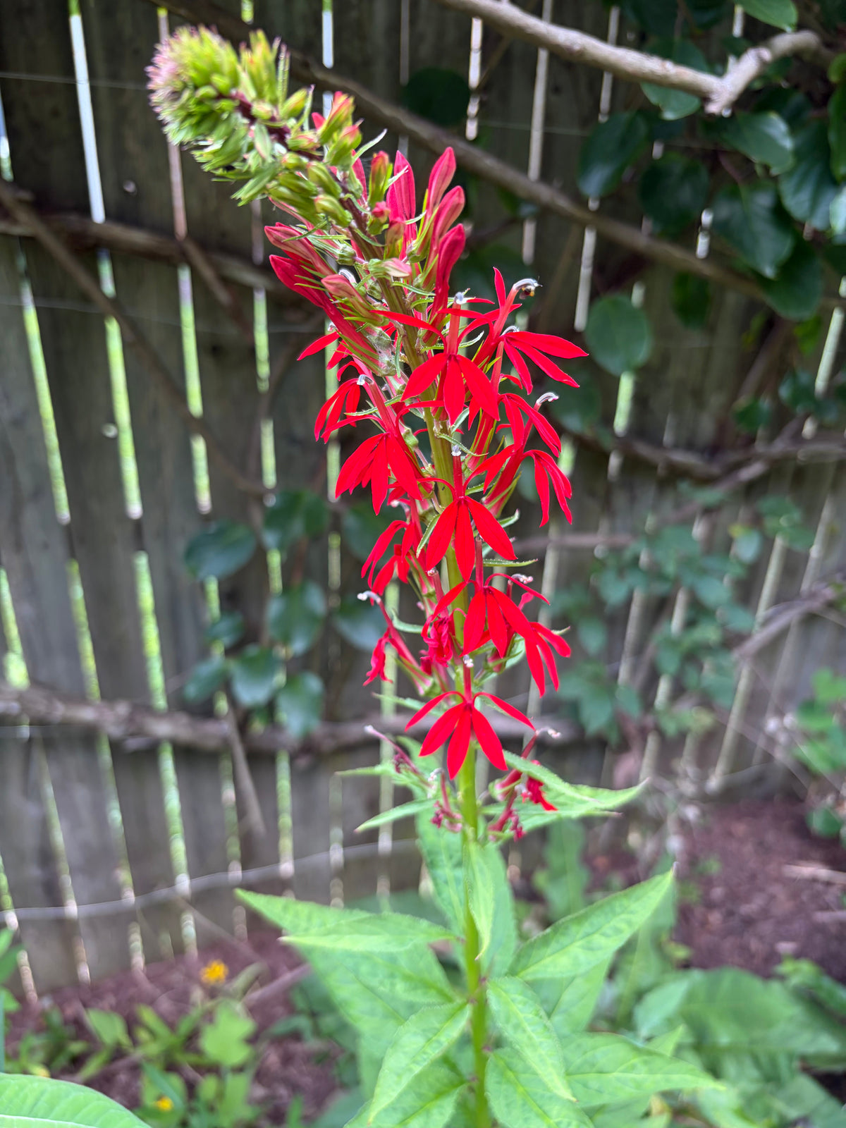Cardinal Flower (Lobelia cardinalis) Live Plant – Native Hummingbird Perennial – Zones 3–9