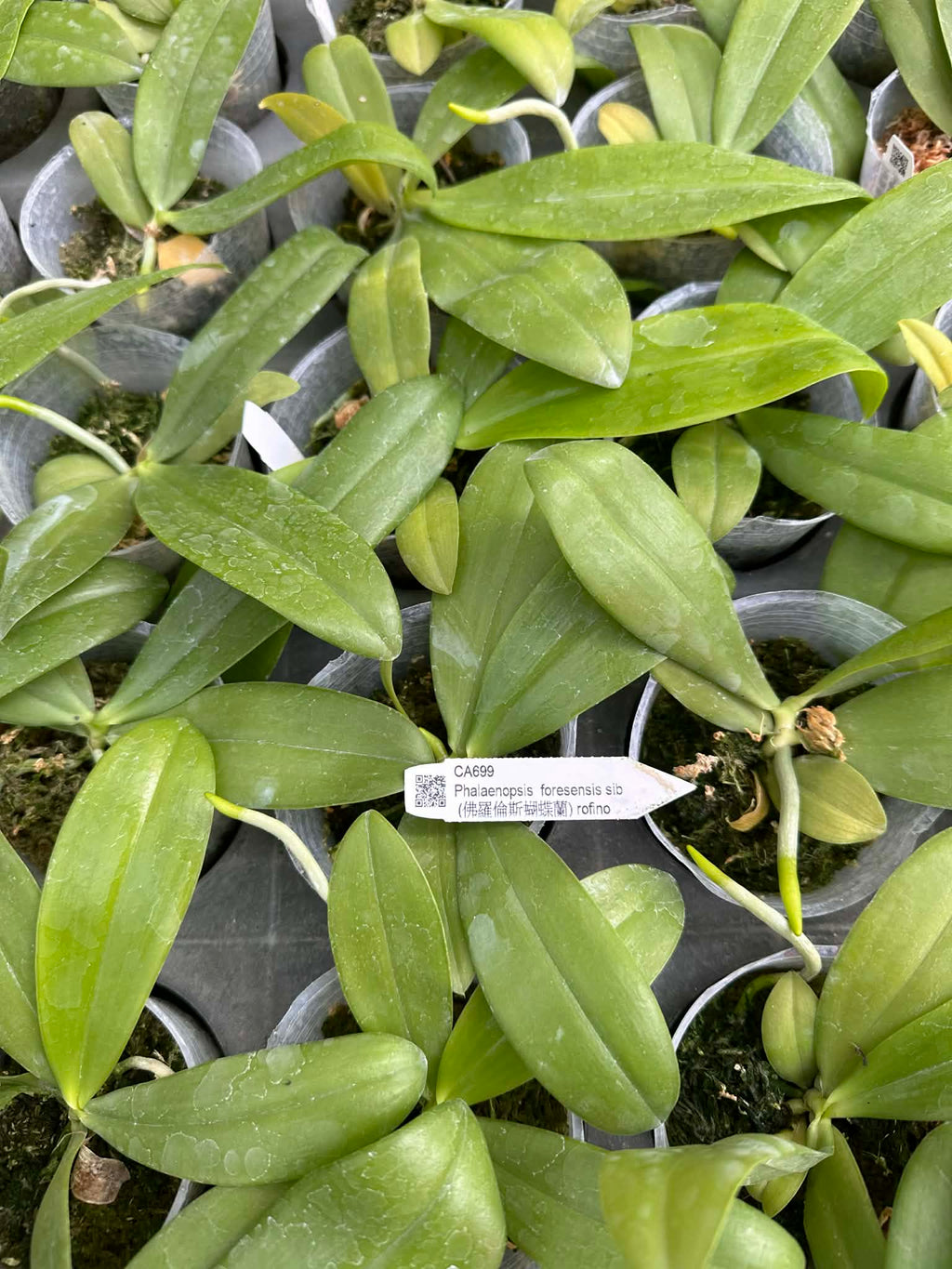 Phalaenopsis foresensis x sib