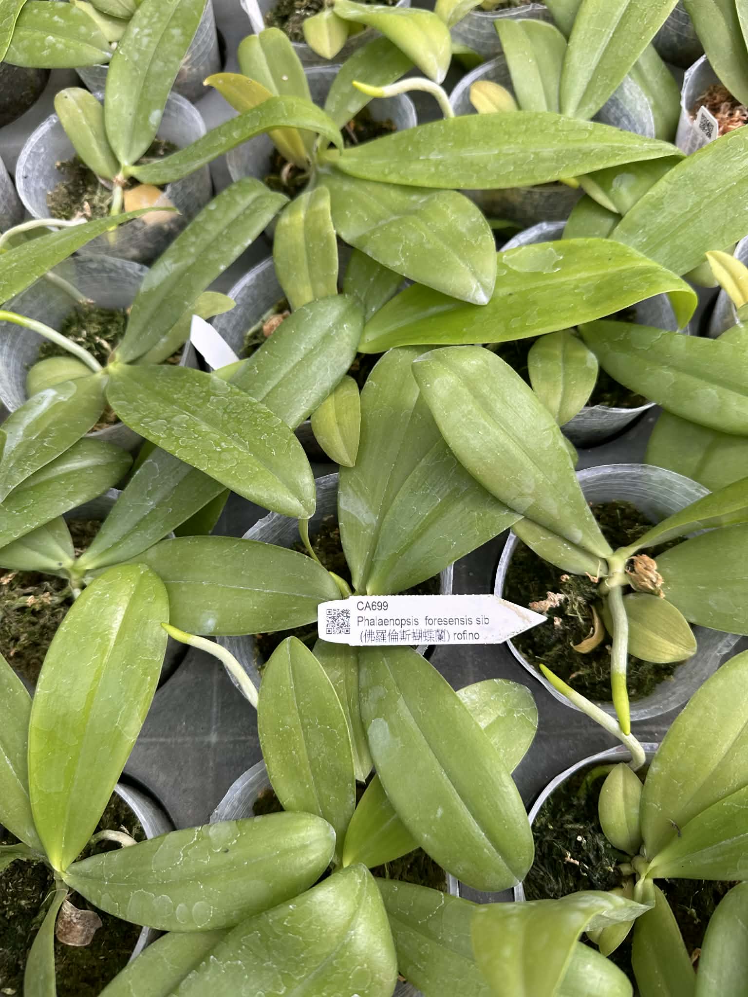 Phalaenopsis foresensis x sib