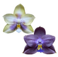 Phalaenopsis (Smiley Prince x Peter Blue Diamond)