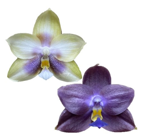 Phalaenopsis (Smiley Prince x Peter Blue Diamond)