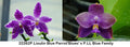 Phalaenopsis (Lioulin Blue Parrot 'Blue' x LL Blue Family)