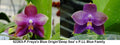 Phalaenopsis (Freya's Blue Origin 'Deep Sea' x LL Blue Family)