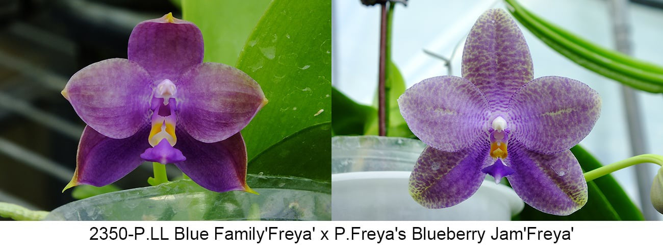 Phalaenopsis (LL Blue Family x Freya’s Blueberry Jam)