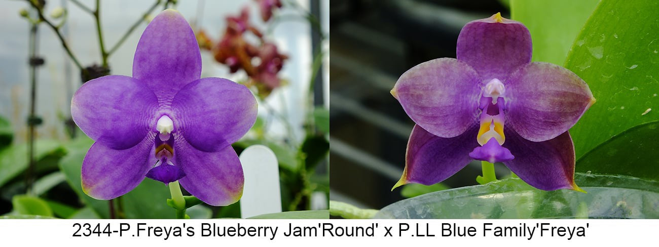 Phalaenopsis (Freya’s Blueberry Jam x LL Blue Family)