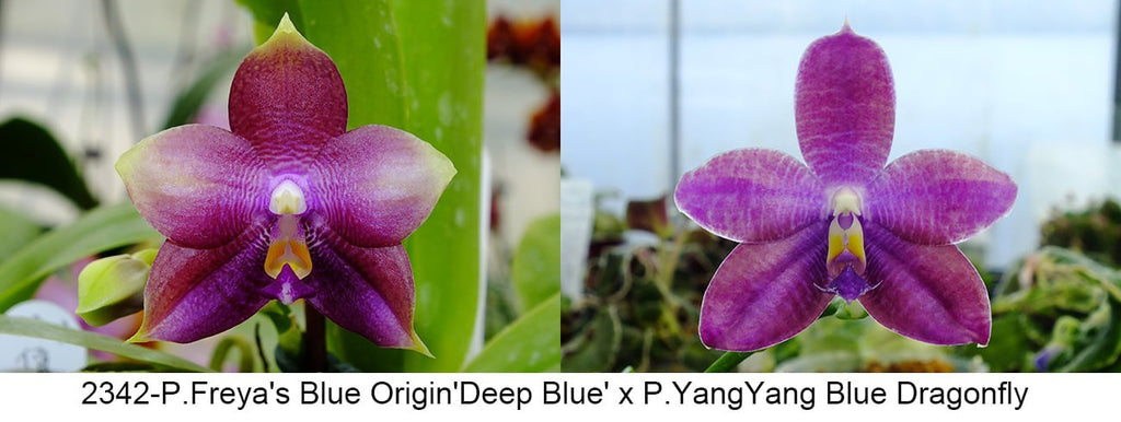 Phalaenopsis (Freya’s Blue Origin x Yang Yang Blue Dragonfly)