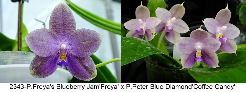Phalaenopsis Freya’s Blue Danube