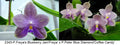 Phalaenopsis Freya’s Blue Danube