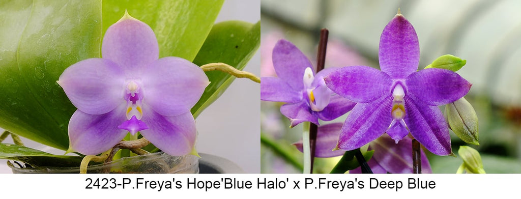 Phalaenopsis (Freya’s Blue Hope x Freya’s Deep Blue)