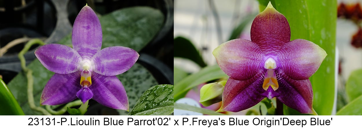 Phalaenopsis (Lioulin Blue Parrot x Freya’s Blue Origin)