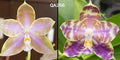 Phalaenopsis MS Mermaid’s Jewel