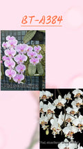 Phalaenopsis (schilleriana '冰晶' x stuartiana ‘白雪')