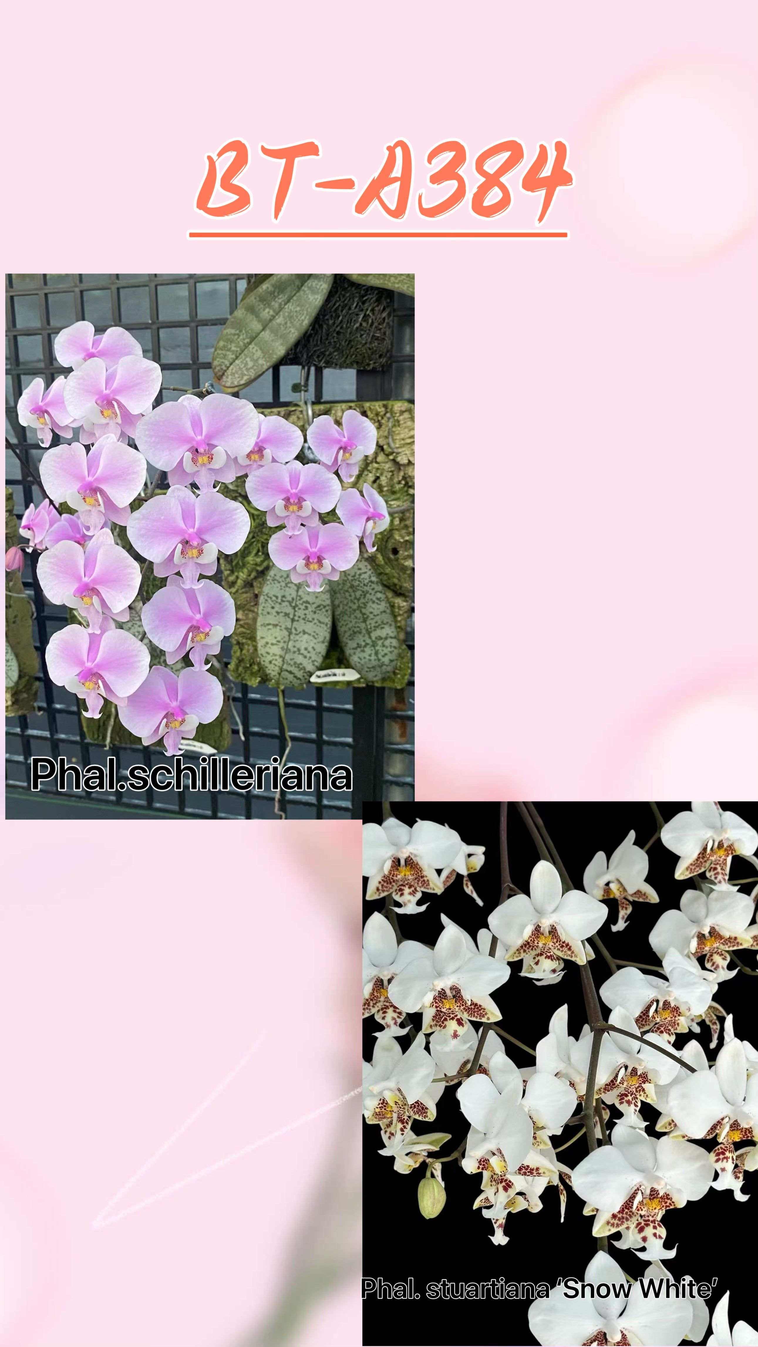 Phalaenopsis (schilleriana '冰晶' x stuartiana ‘白雪')