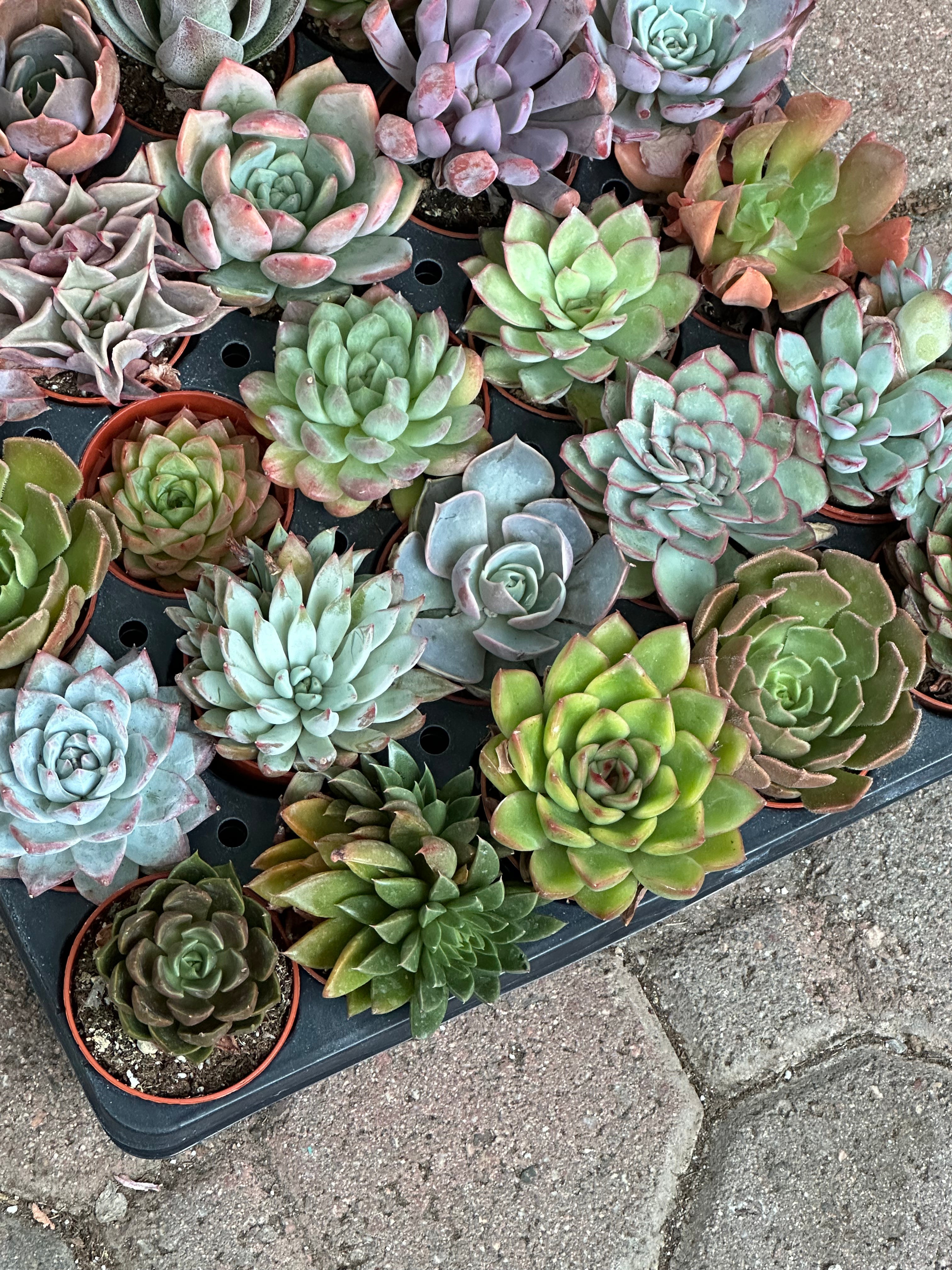 Rosette Variety Tray of 40