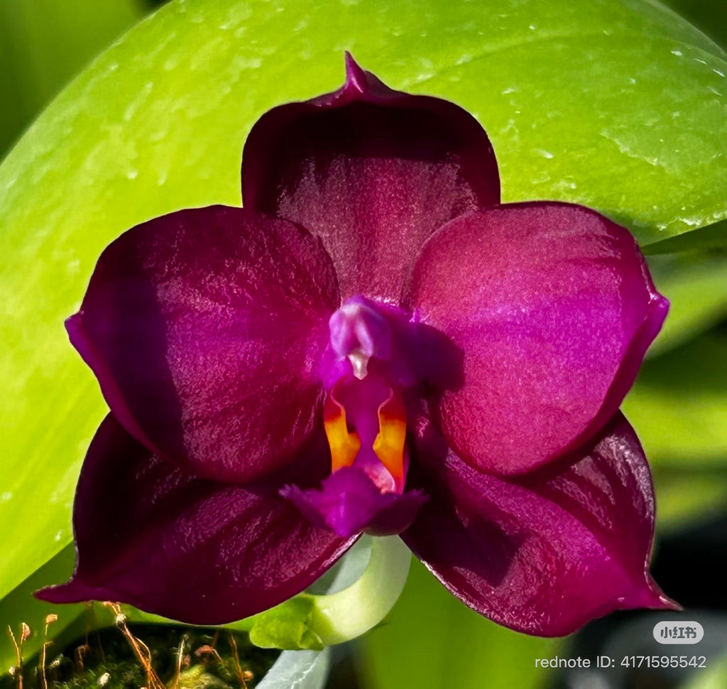 Phalaenopsis(ChienLung Red King x Yaphon Super Jaguar) "BK#4" x Phal. (Yaphon Super Jaguar X (Yaphon Super Jaguar X Samera)) "BK#2"