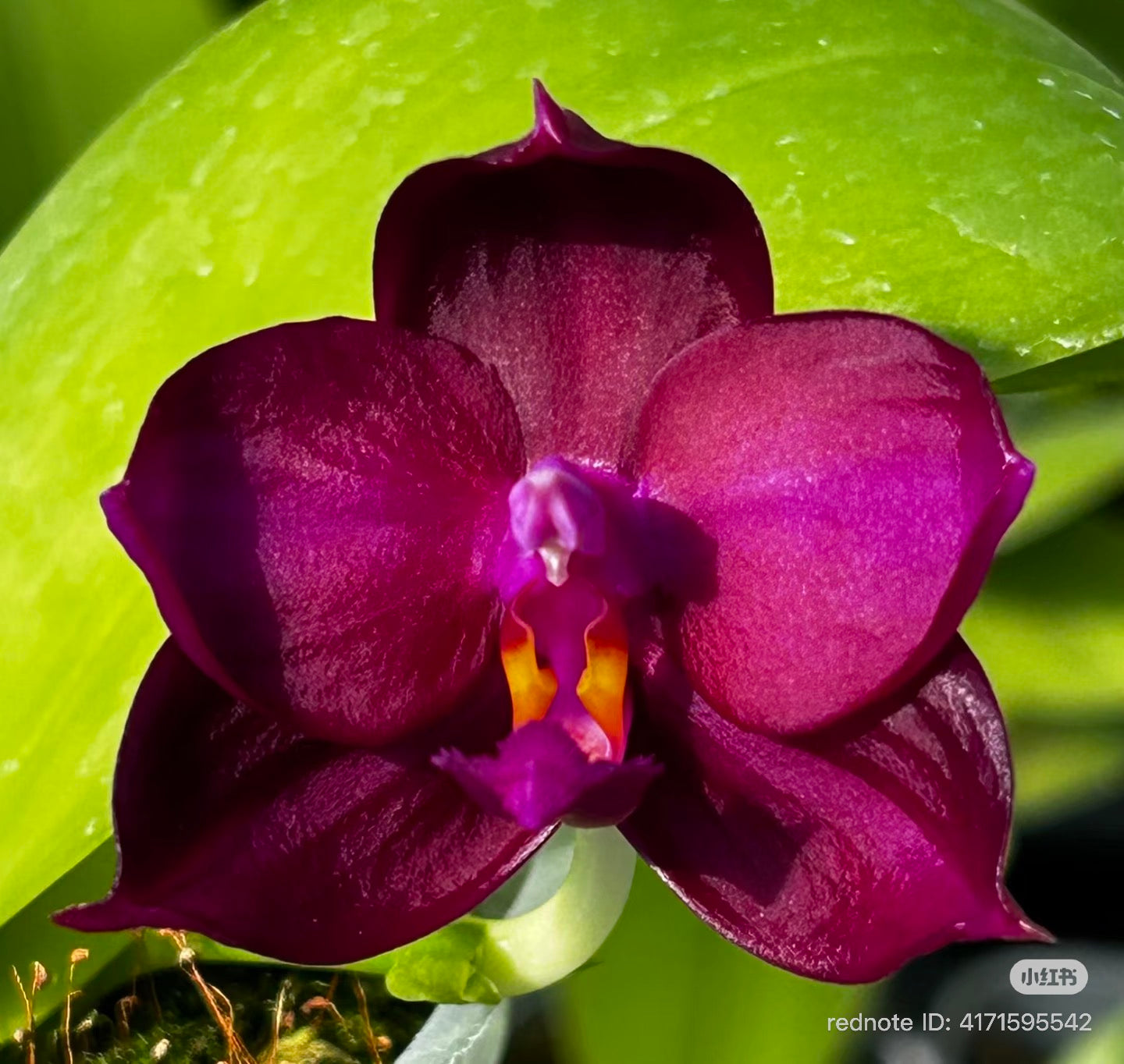 Phalaenopsis(ChienLung Red King x Yaphon Super Jaguar) "BK#4" x Phal. (Yaphon Super Jaguar X (Yaphon Super Jaguar X Samera)) "BK#2"