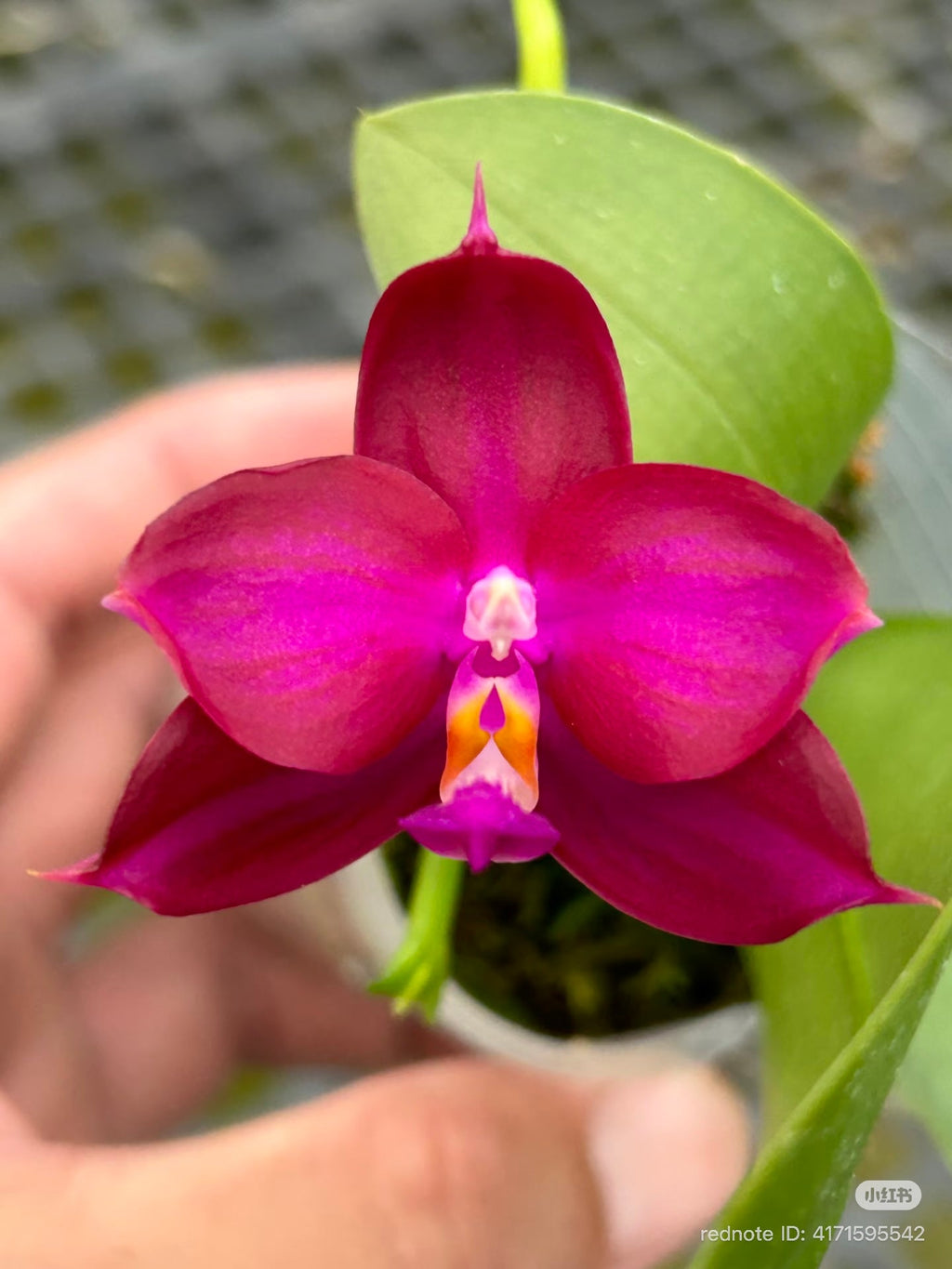Phalaenopsis(ChienLung Red King x Yaphon Super Jaguar) "BK#4" x Phal. (Yaphon Super Jaguar X (Yaphon Super Jaguar X Samera)) "BK#2"