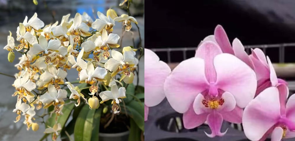 Phalaenopsis (stuartiana var. nobillis x schilleriana ‘M606’)