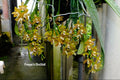 Phalaenopsis kapuasensis x self