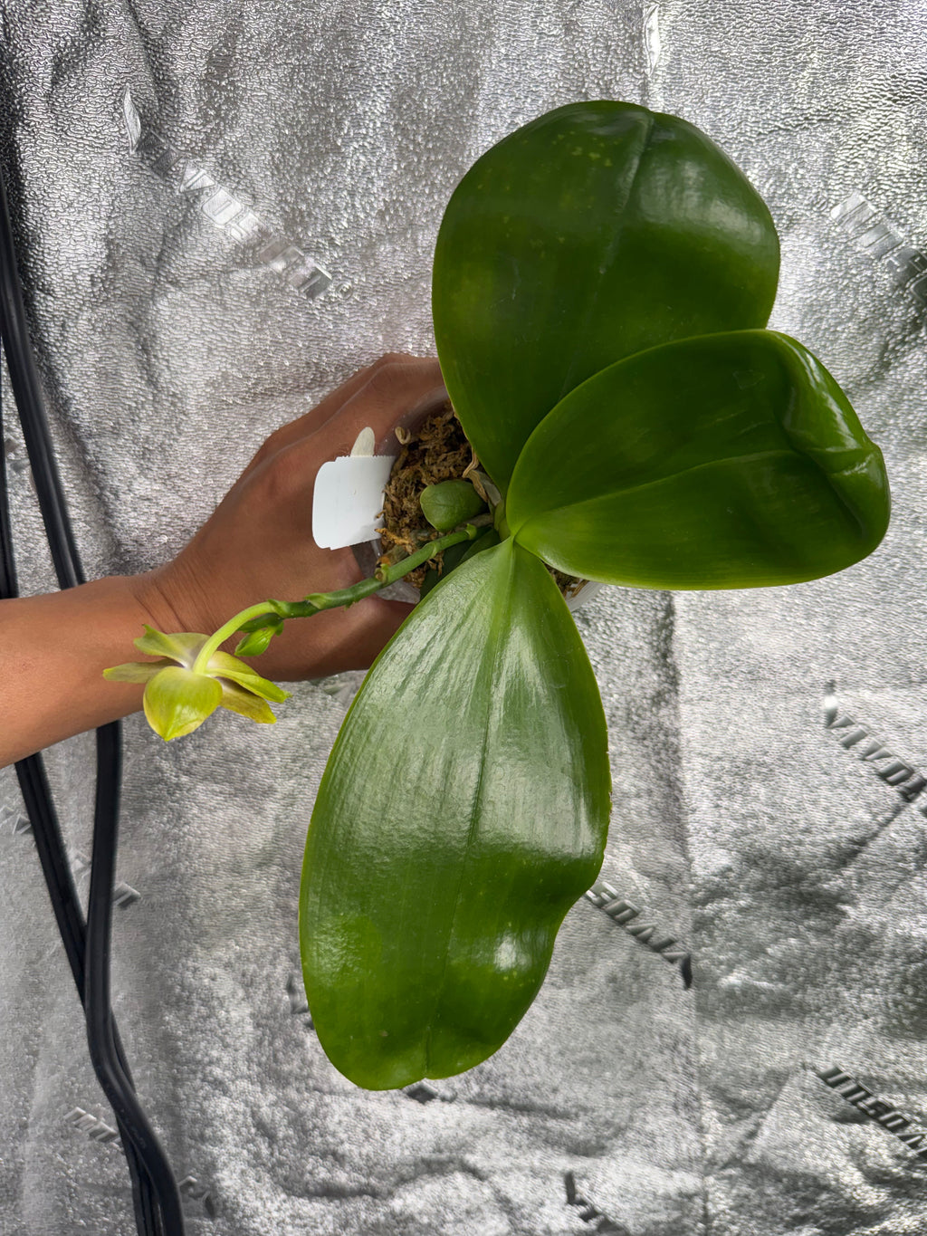 Phalaenopsis (LL Blue Family x LD Avatar)