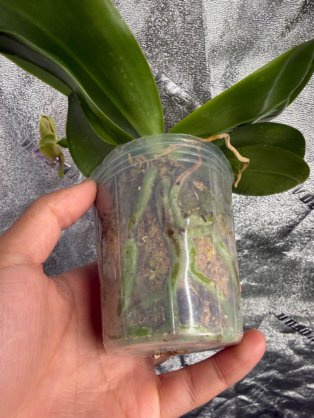 Phalaenopsis (LL Blue Family x LD Avatar)