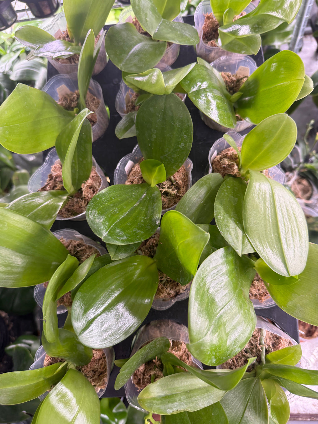Phalaenopsis MS Mermaid Princess