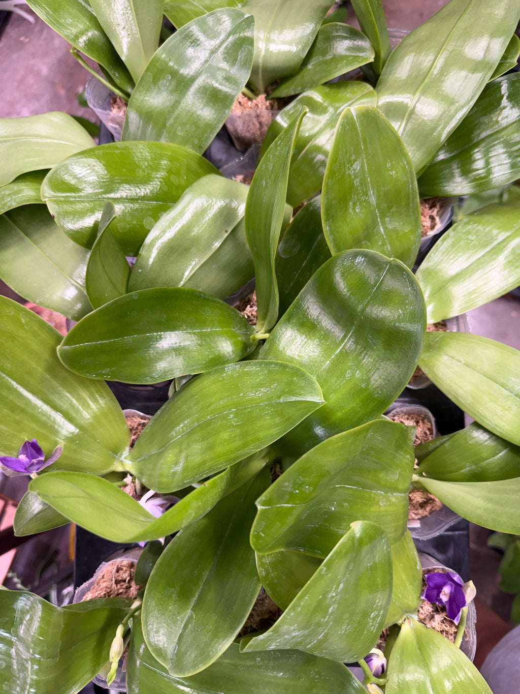 Phalaenopsis Mainshow Sapphire Tide