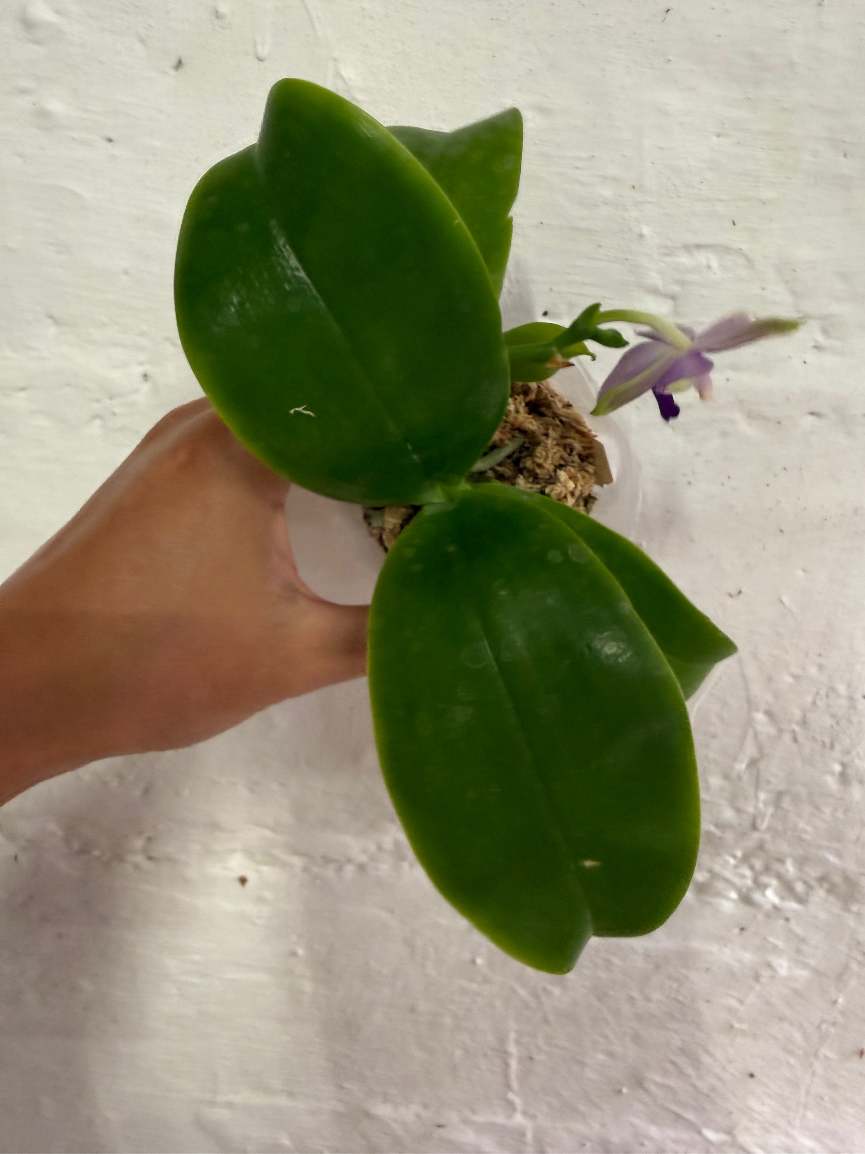 Phalaenopsis (Mainshow Sapphire x KS Blue Ludde)